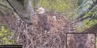 Avon Lake Eagle Cam