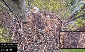Avon Lake Eagle Cam