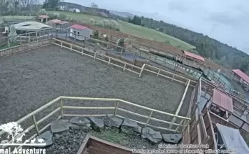 Camel Cam - Animal Adventure Park