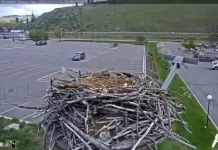 Heligate Osprey Cam