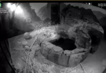 National Zoo Panda Cam, Smithsonian, Dc New