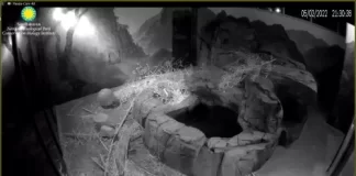 National Zoo Panda Cam, Smithsonian, Dc New