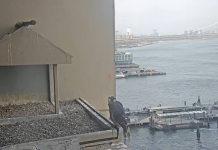 55 Water Street, Ny Webcam | East River Live Video