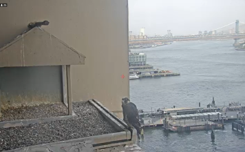 55 Water Street, Ny Webcam | East River Live Video