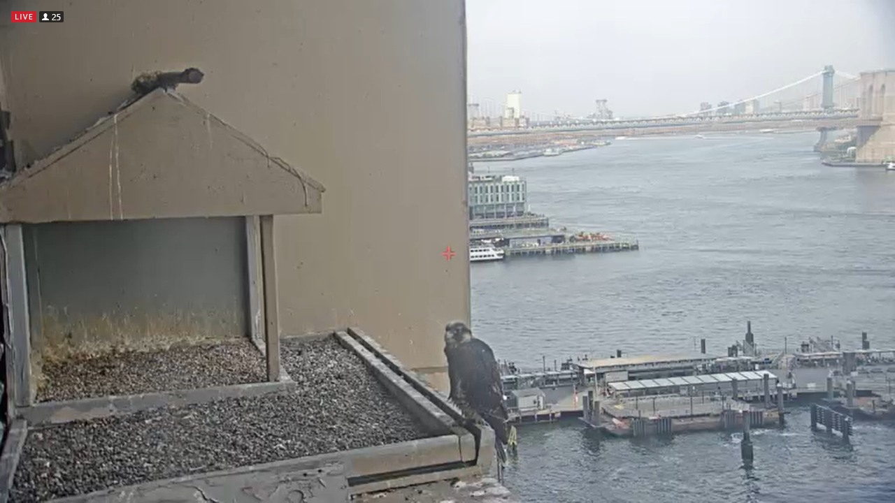 55 Water Street, NY Webcam | East River Live Video