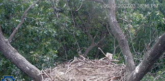 Hanover Eagle Cam, Pa