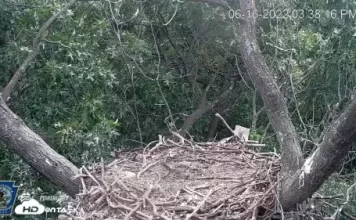 Hanover Eagle Cam, Pa