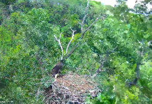 Mn Dnr Eagle Cam