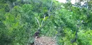 Mn Dnr Eagle Cam