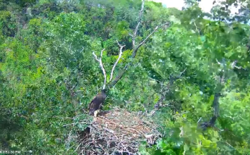 Mn Dnr Eagle Cam