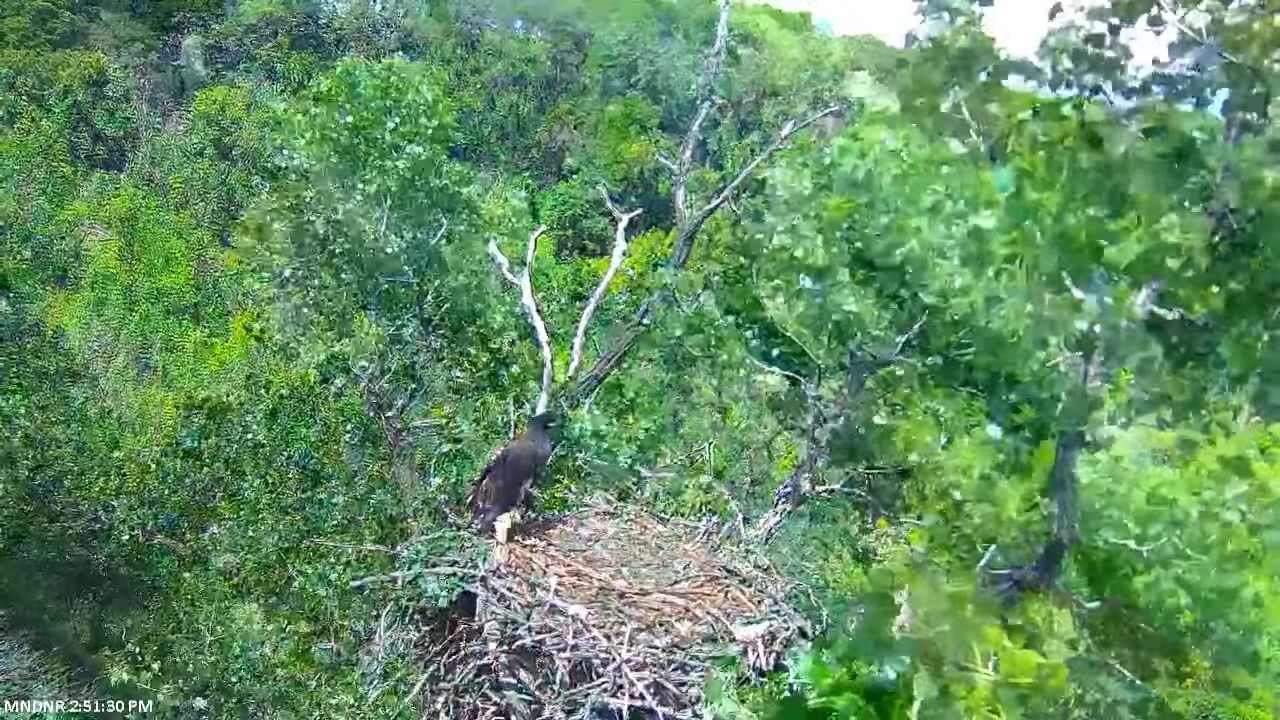 MN DNR Eagle Cam