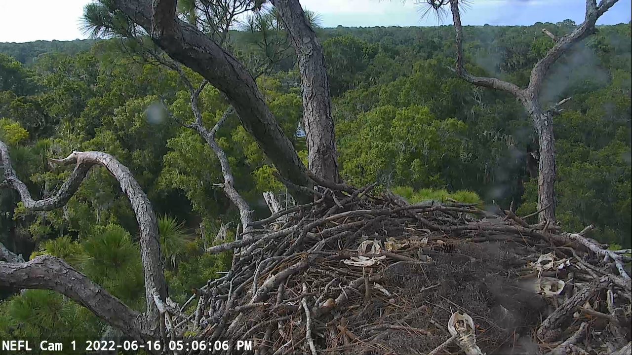NEFL Eagle Cam (Northeastern Florida) – Live Video