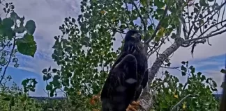 Redding Eagle Cam, California