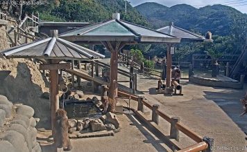 Live Webcam Awaji Island Monkey Center Sumoto, Hyogo, Japan
