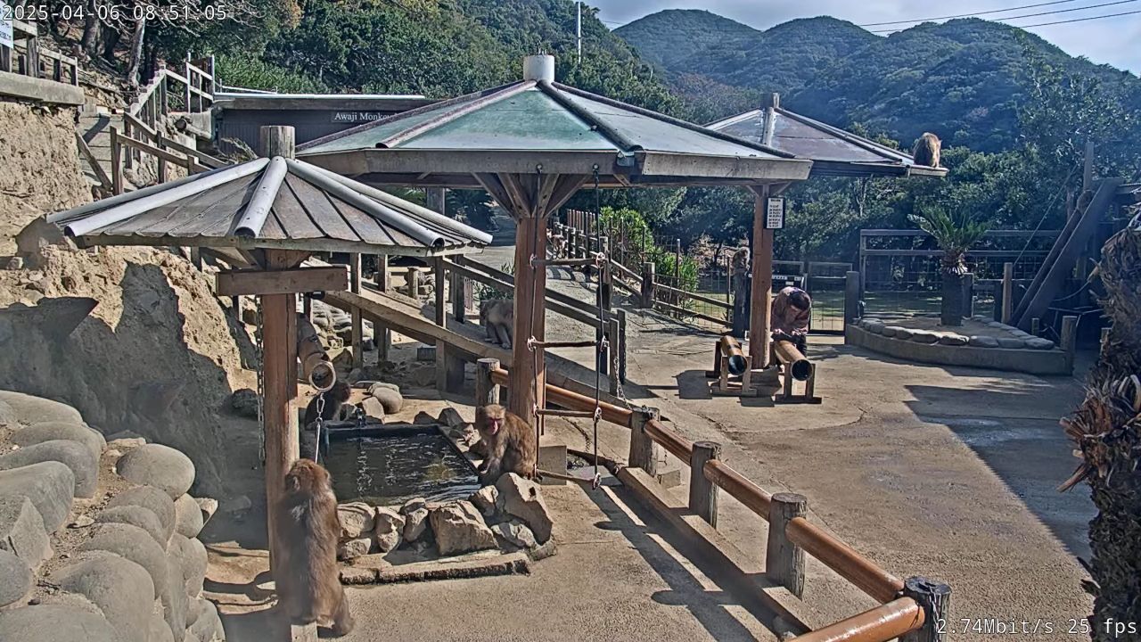 Live Webcam Awaji Island Monkey Center Sumoto, Hyogo, Japan