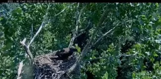 Eagle Cams Around The Globe