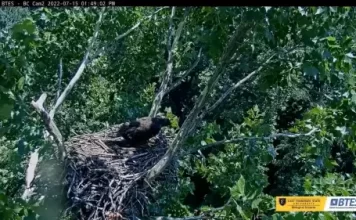 Eagle Cams Around The Globe