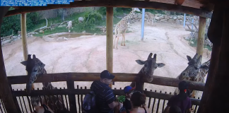 Cheyenne Mountain Zoo Cam | Colorado Springs, Co | Video