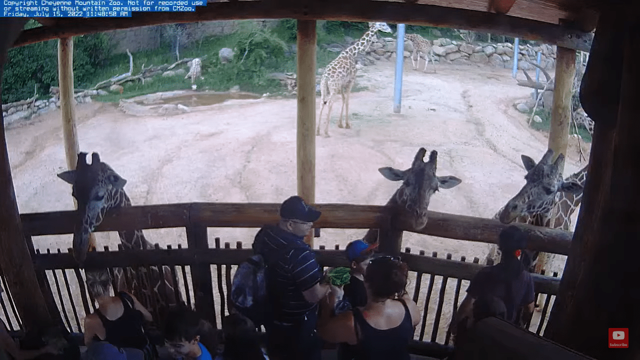 Cheyenne Mountain Zoo Cam | Colorado Springs, CO | Video