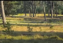 Webcam Hoge Veluwe | Het Nationale Park