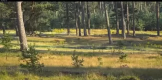 Webcam Hoge Veluwe | Het Nationale Park