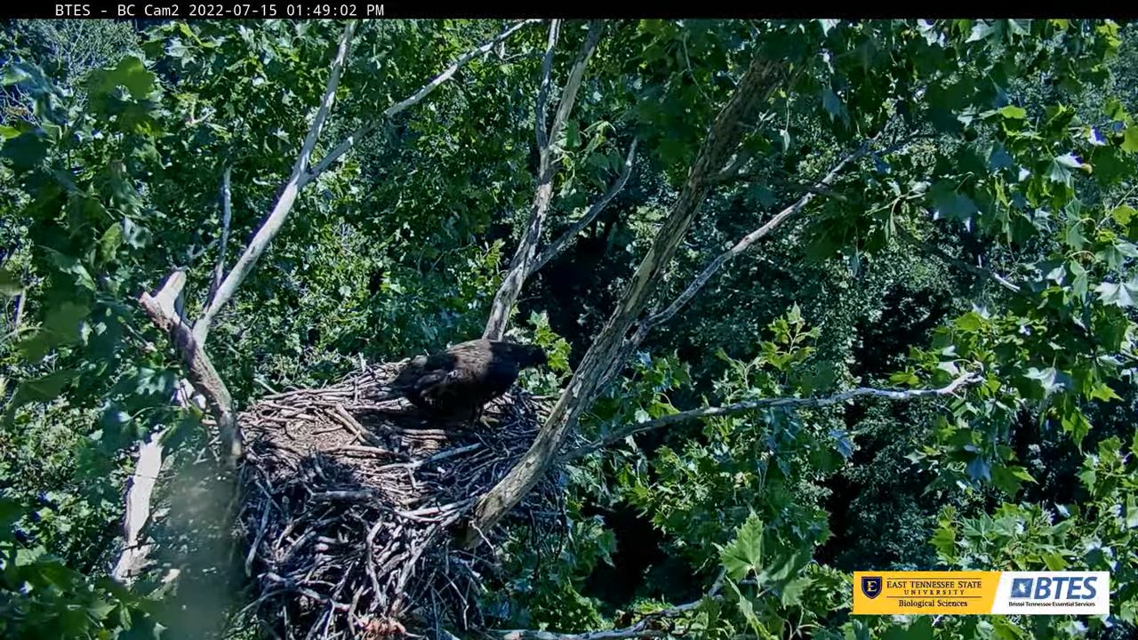 Eagle Cams Around The Globe
