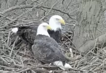 Hay Bald Eagle Cam