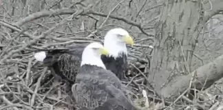 Hay Bald Eagle Cam