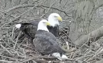 Hay Bald Eagle Cam