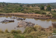 African Safari Live Webcam | South Africa