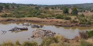 African Safari Live Webcam | South Africa