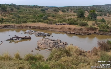 African Safari Live Webcam | South Africa