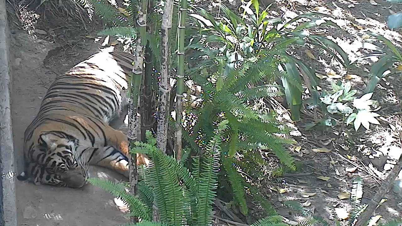 San Diego Zoo Live Cam – HD Video