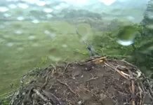 Glaslyn Ospreys Live Stream