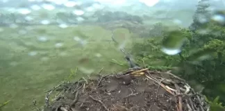 Glaslyn Ospreys Live Stream