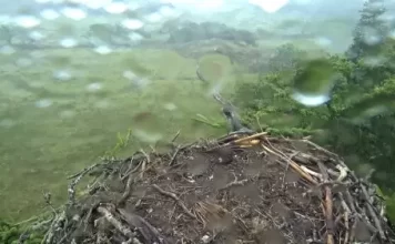 Glaslyn Ospreys Live Stream