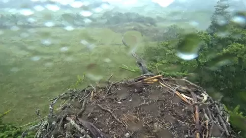 Glaslyn Ospreys Live Stream