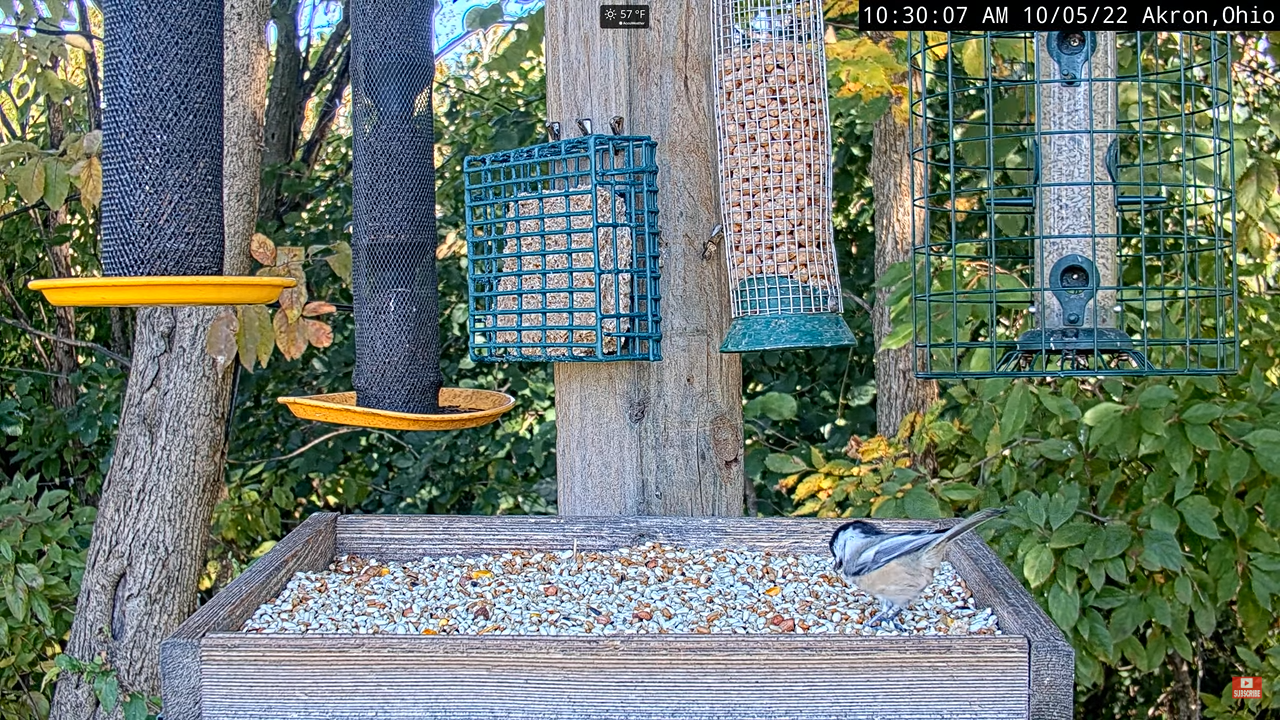 Webcams of Birds Worldwide