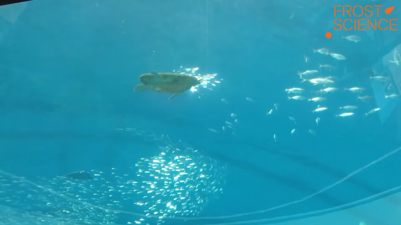 Live Aquarium Cams around the world