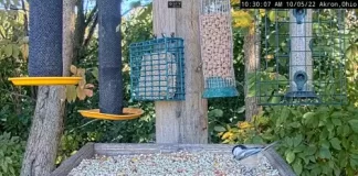 Webcams Of Birds Worldwide