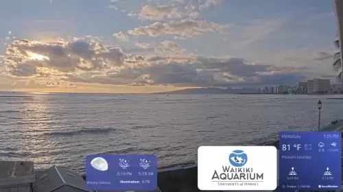 Live Surfing Cameras in HD