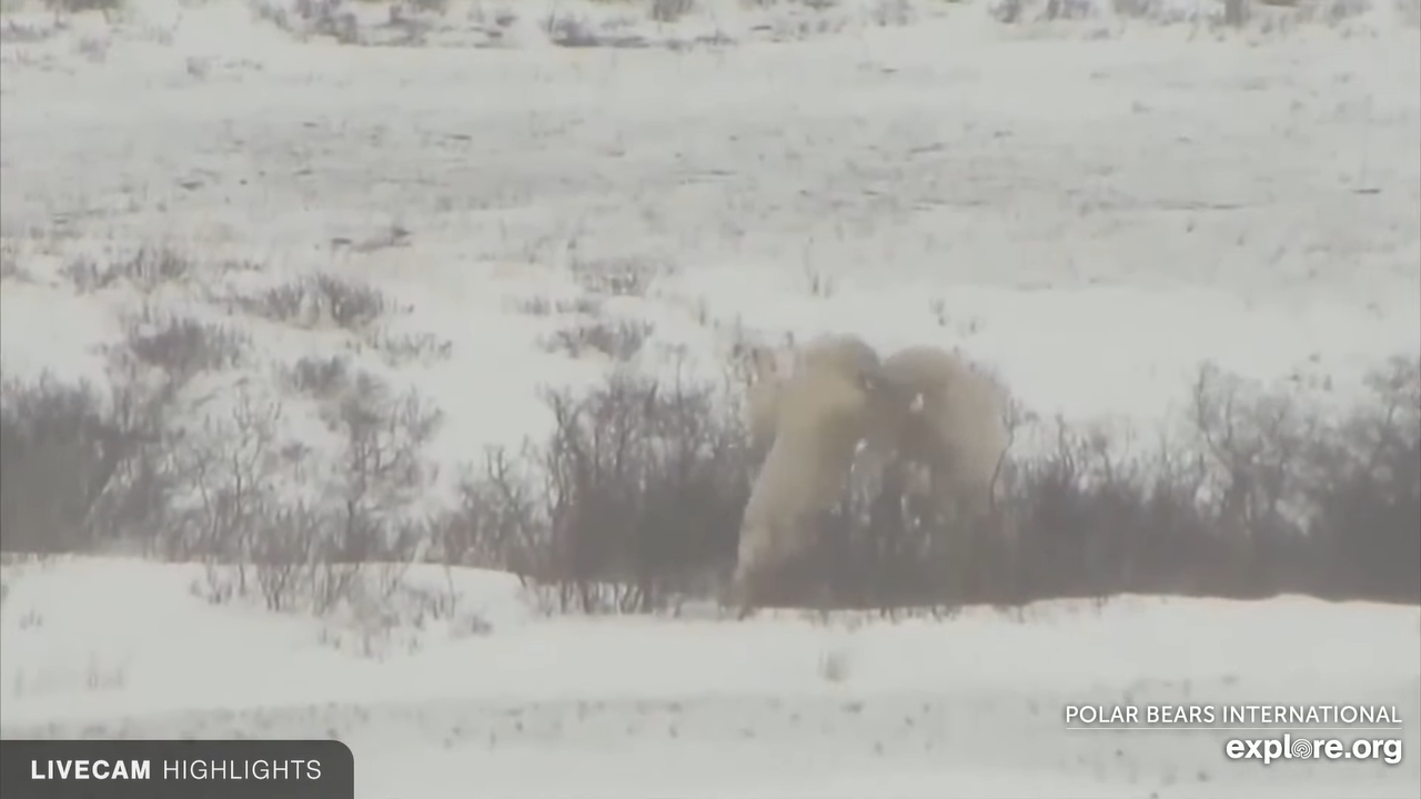 Live Webcams in Manitoba, Canada