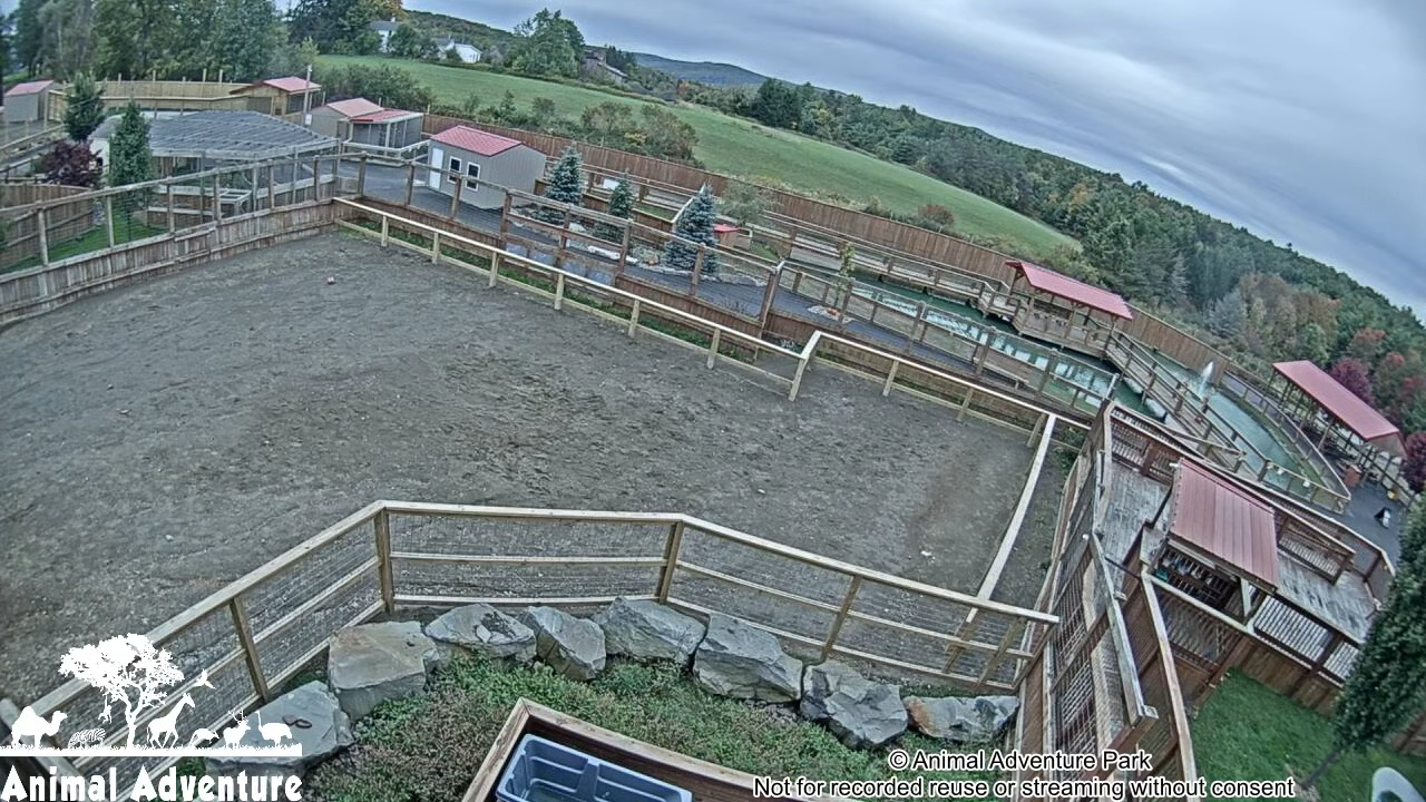 Animals Live on Camera streaming around the world