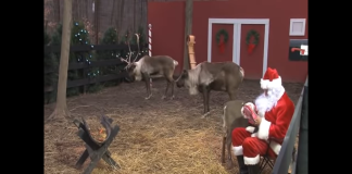 Reindeer Cam With Santa Claus In North Pole