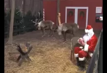 Reindeer Cam With Santa Claus In North Pole