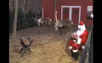 Reindeer Cam With Santa Claus In North Pole