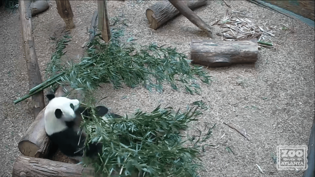 Live Zoo Cameras Around The World