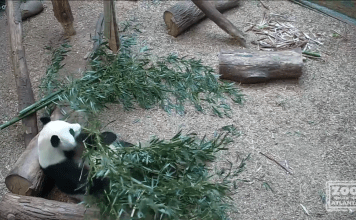 Zoo Atlanta - Fun At The Zoo!