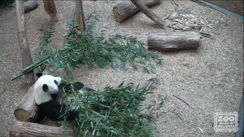 Zoo Atlanta – Fun At The Zoo! – Live Webcam | Georgia