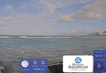 Waikiki Beach Cams